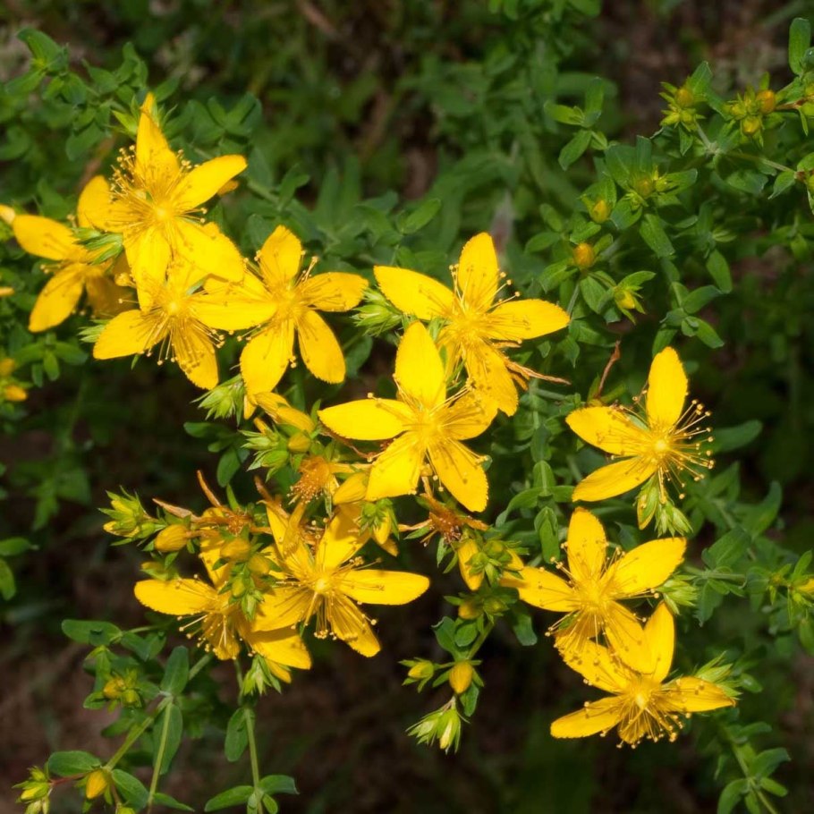 Зверобой трёхграннолистный