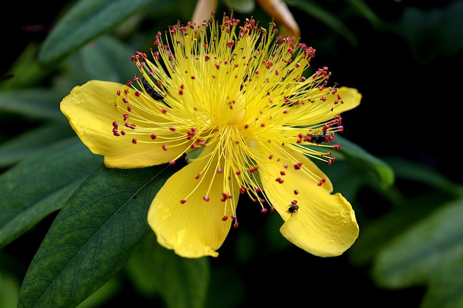 Зверобой Вьюнок