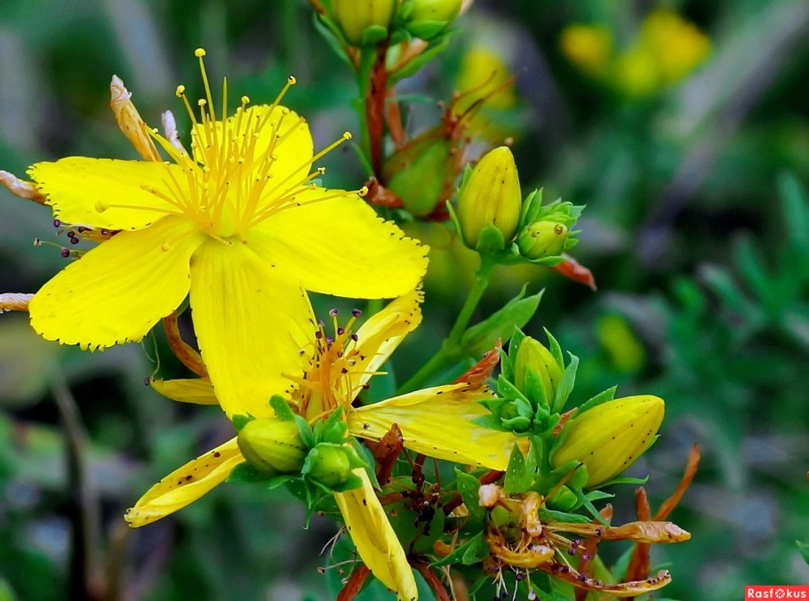Зверобой Олимпийский