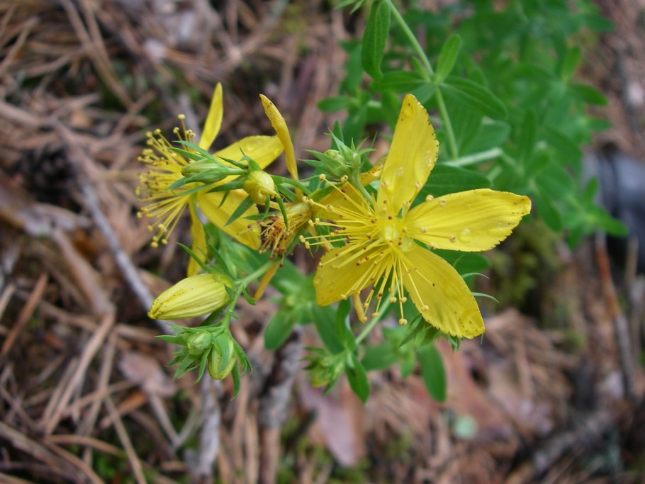 Hypericum roeperianum