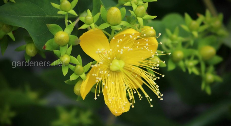 Мелисса зверобой