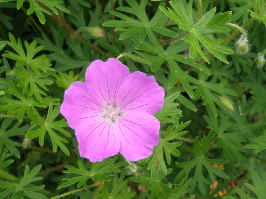 Кроваво красная герань Луговая