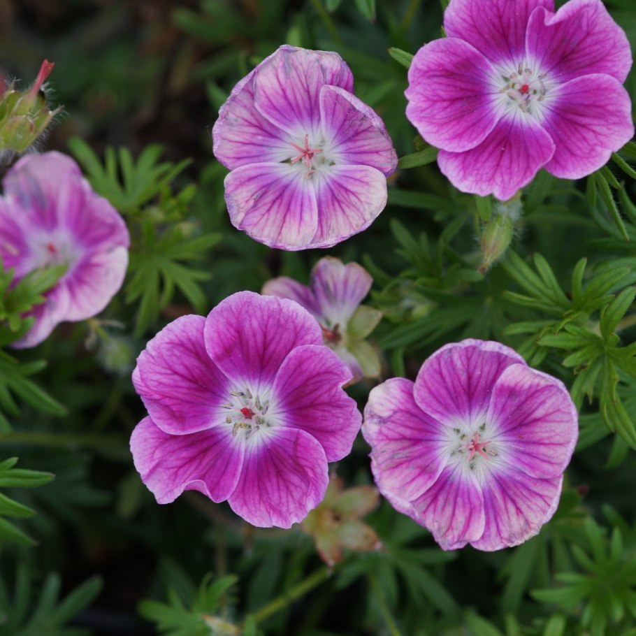 Герань кроваво-красная Макс Фрэй