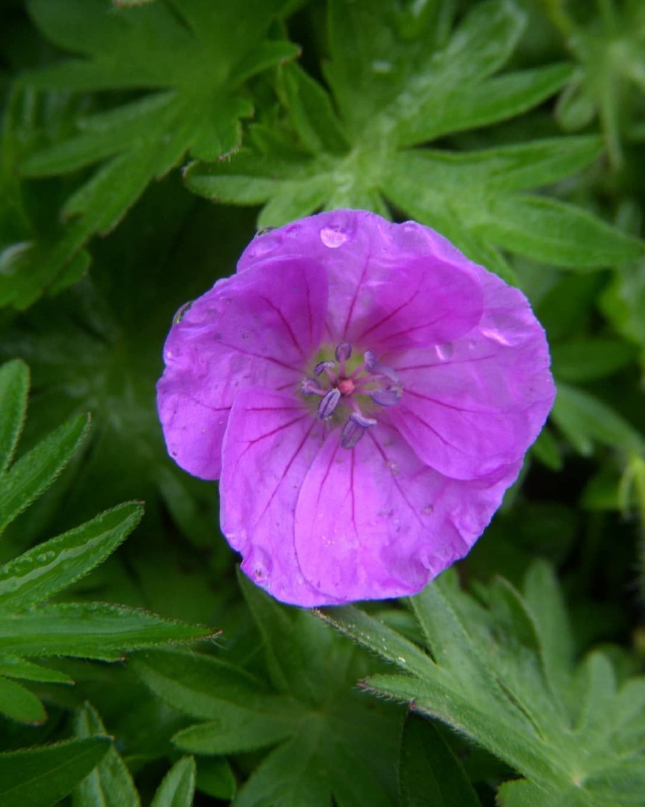 Герань Кэнон Майлз