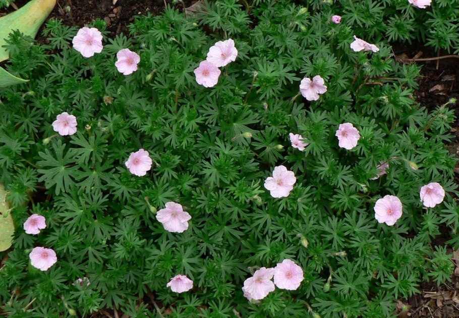 Герань кроваво-красная (Geranium sanguineum)
