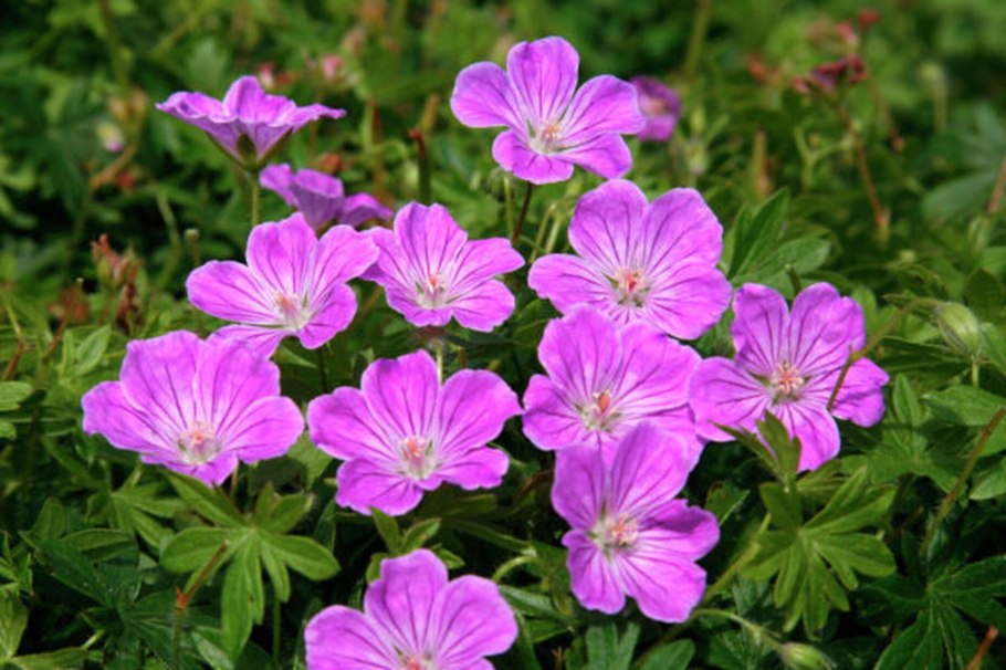 Герань кроваво-красная (Geranium sanguineum)