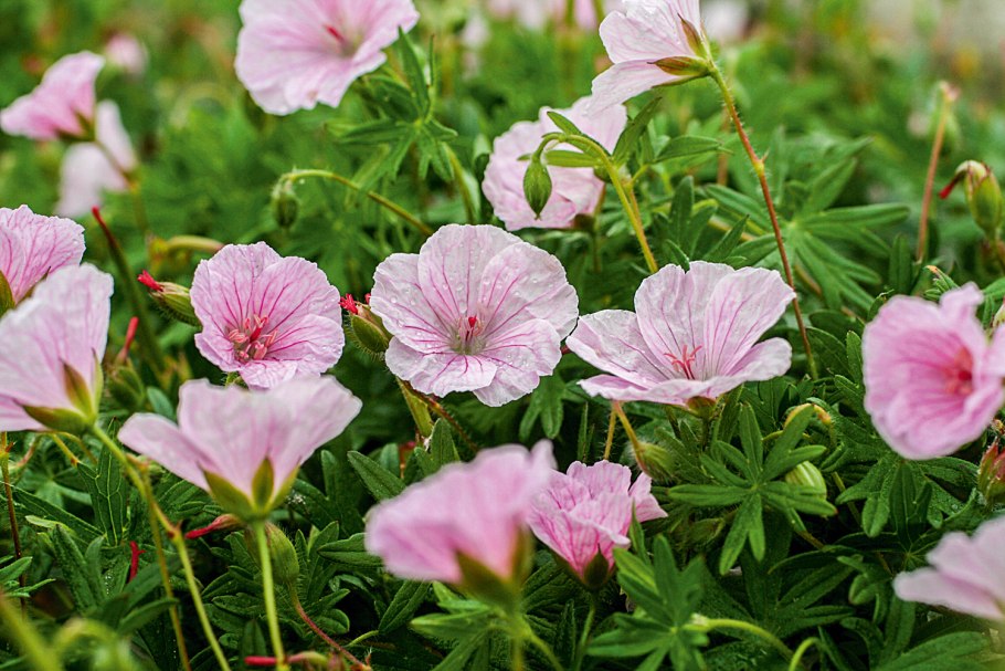Герань ВИЗИОН Пинк