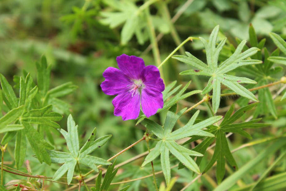 Герань кроваво-красная Эльке