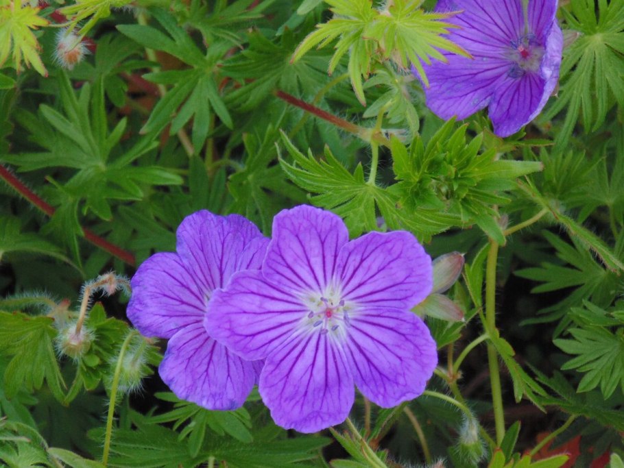 Geranium sanguineum "Vision Violet"