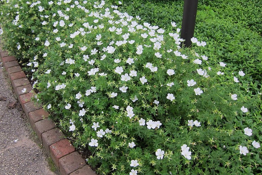 Герань Макс Фрей кроваво-красная