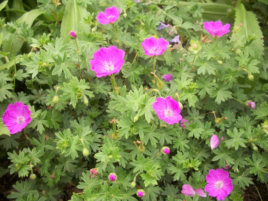Герань кроваво-красная (Geranium sanguineum)