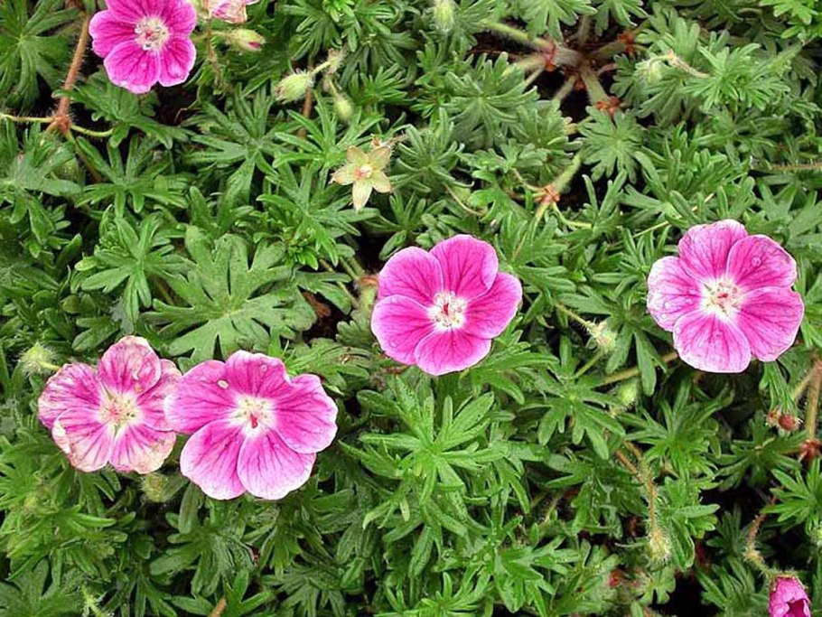 Герань Ankum's Pride