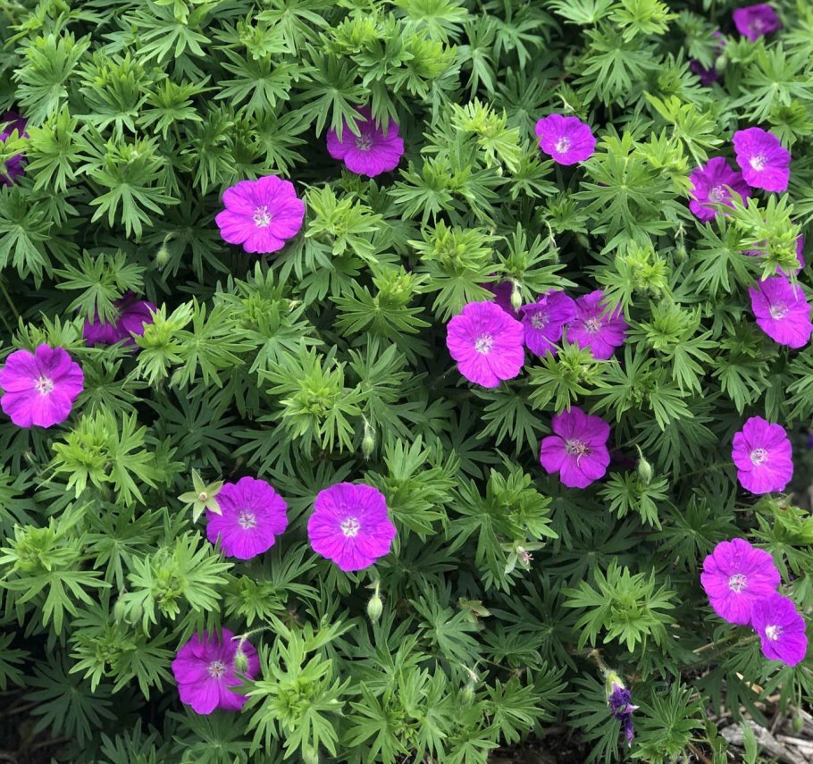 Герань кроваво-красная вижн