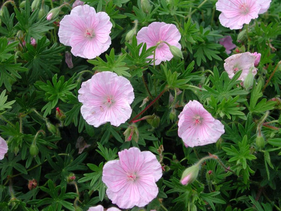 Герань кроваво-красная Вайолит