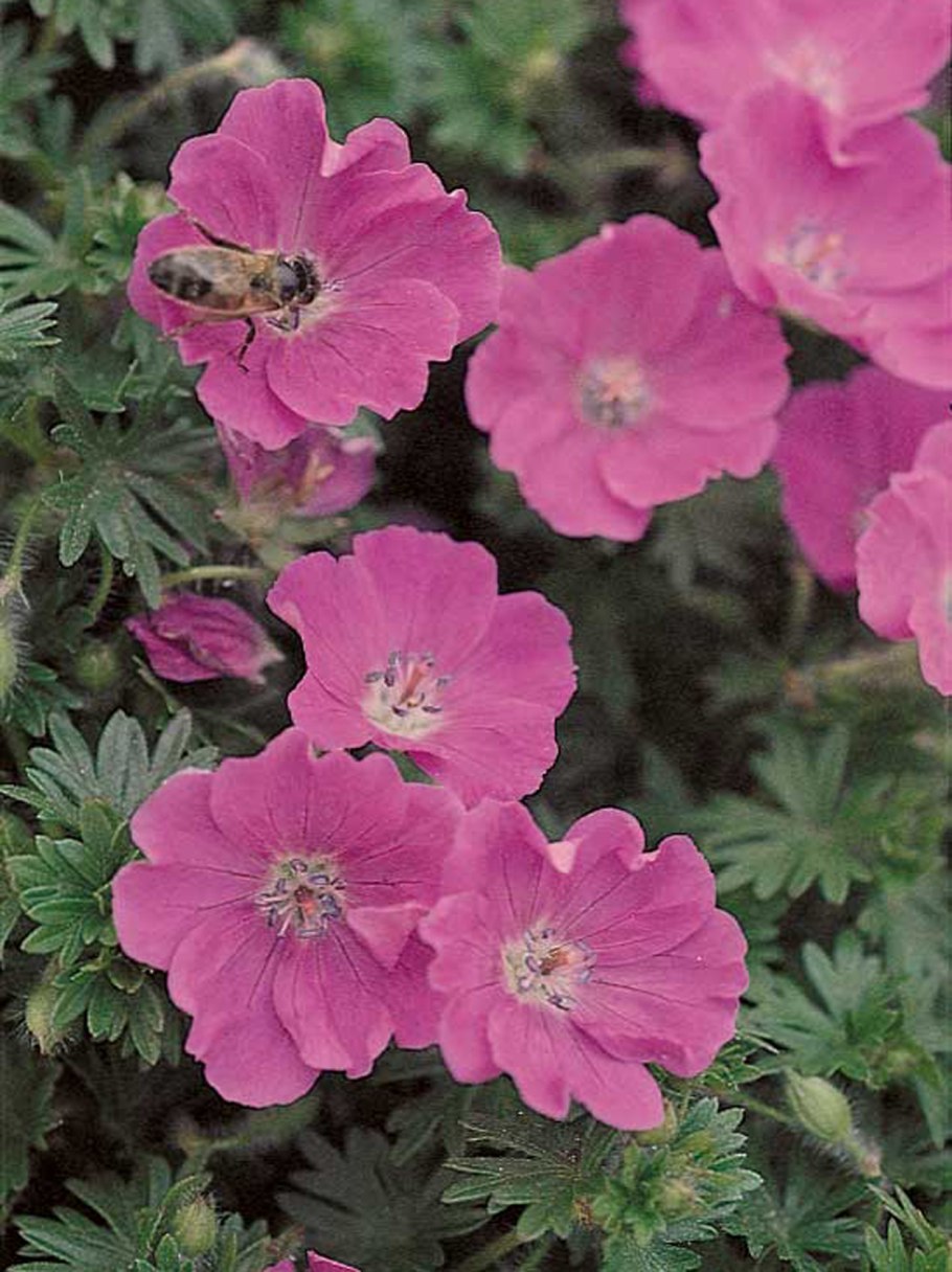 Герань стриатум (Geranium striatum)