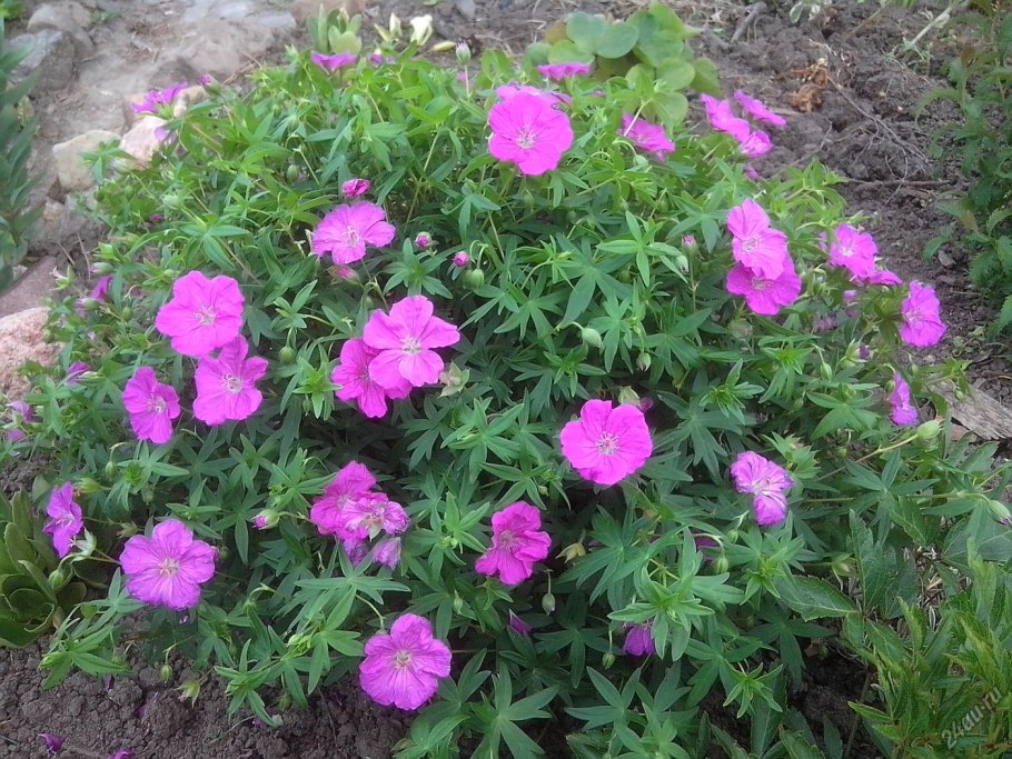 Герань кроваво-красная Вижн