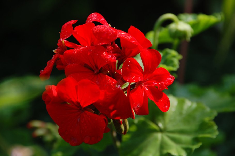 Герань (Geranium) sanguineum Max frei