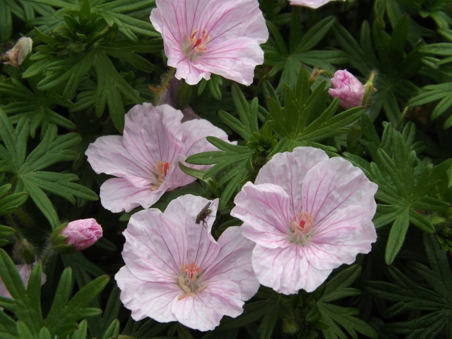 Герань Садовая Элке (Geranium elke)