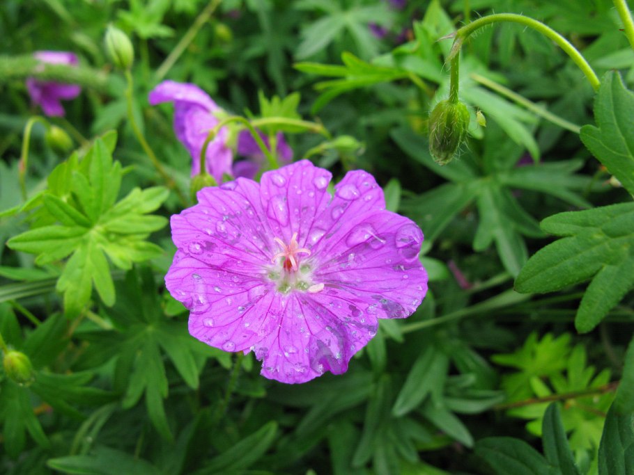 Герань Geranium elke