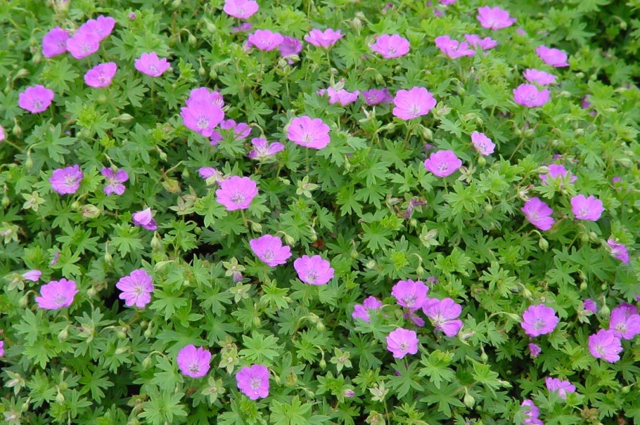 Герань красная (Geranium sanguineum)