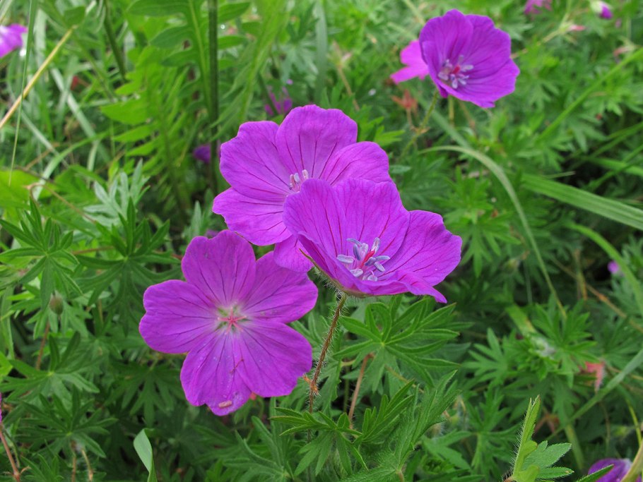 Герань кроваво-красная 'striatum'