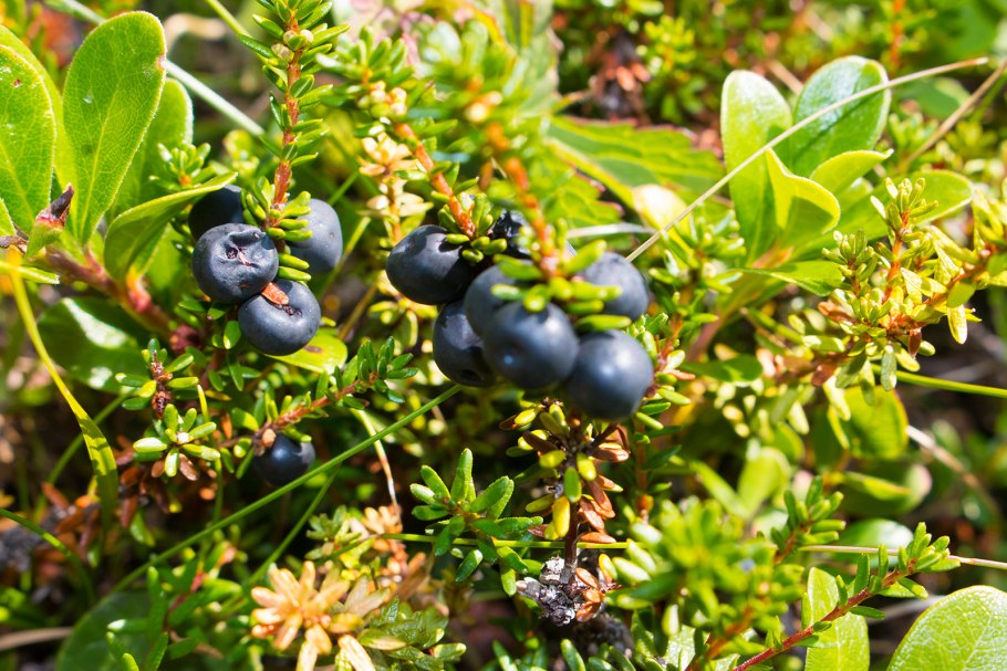 Шикша черная водяника Сибирская
