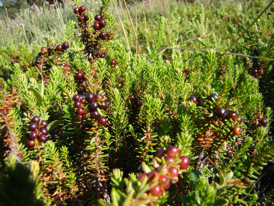 Empetrum nigrum водяника черная
