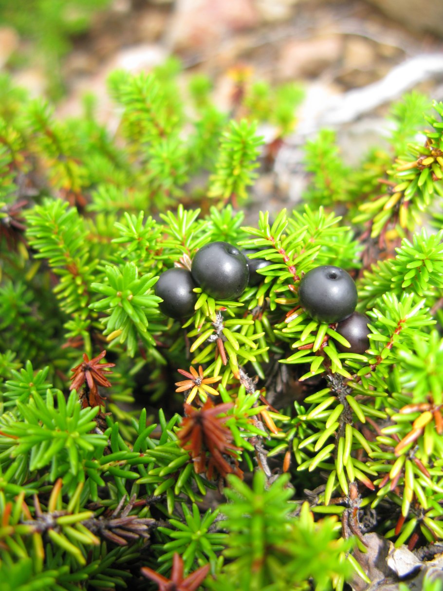 Водяника гермафродитная