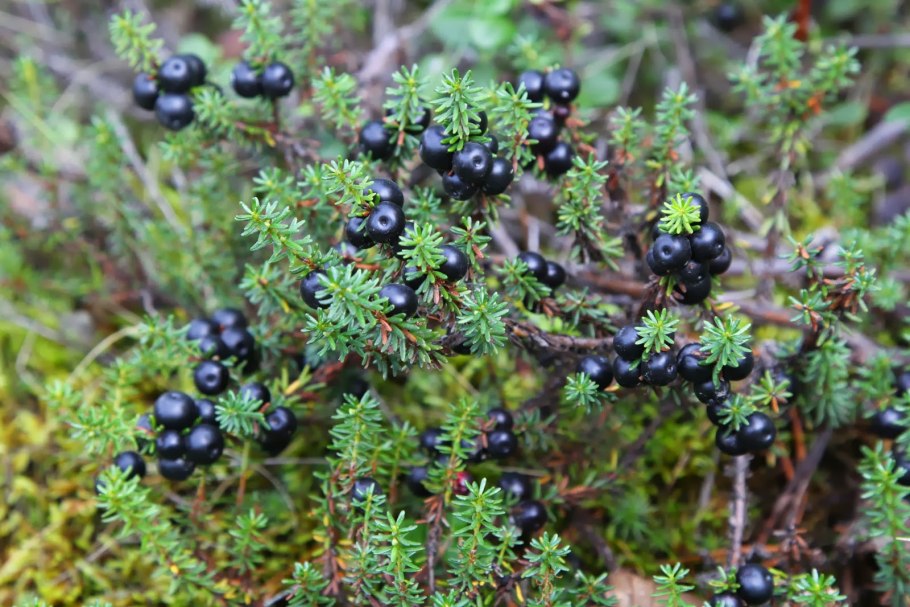 Empetrum nigrum водяника черная