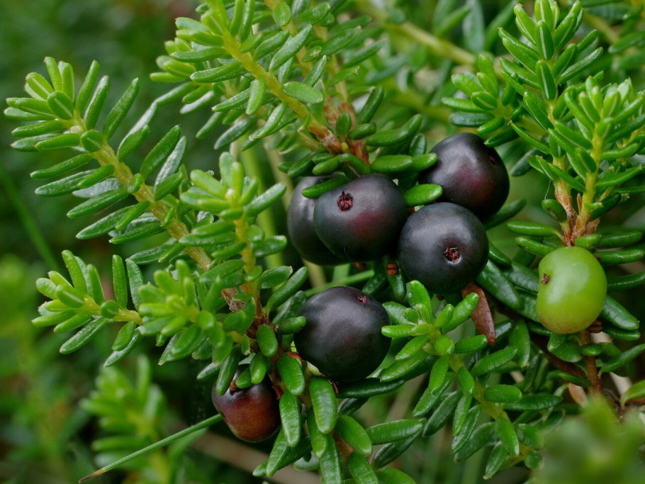 Вороника шикша