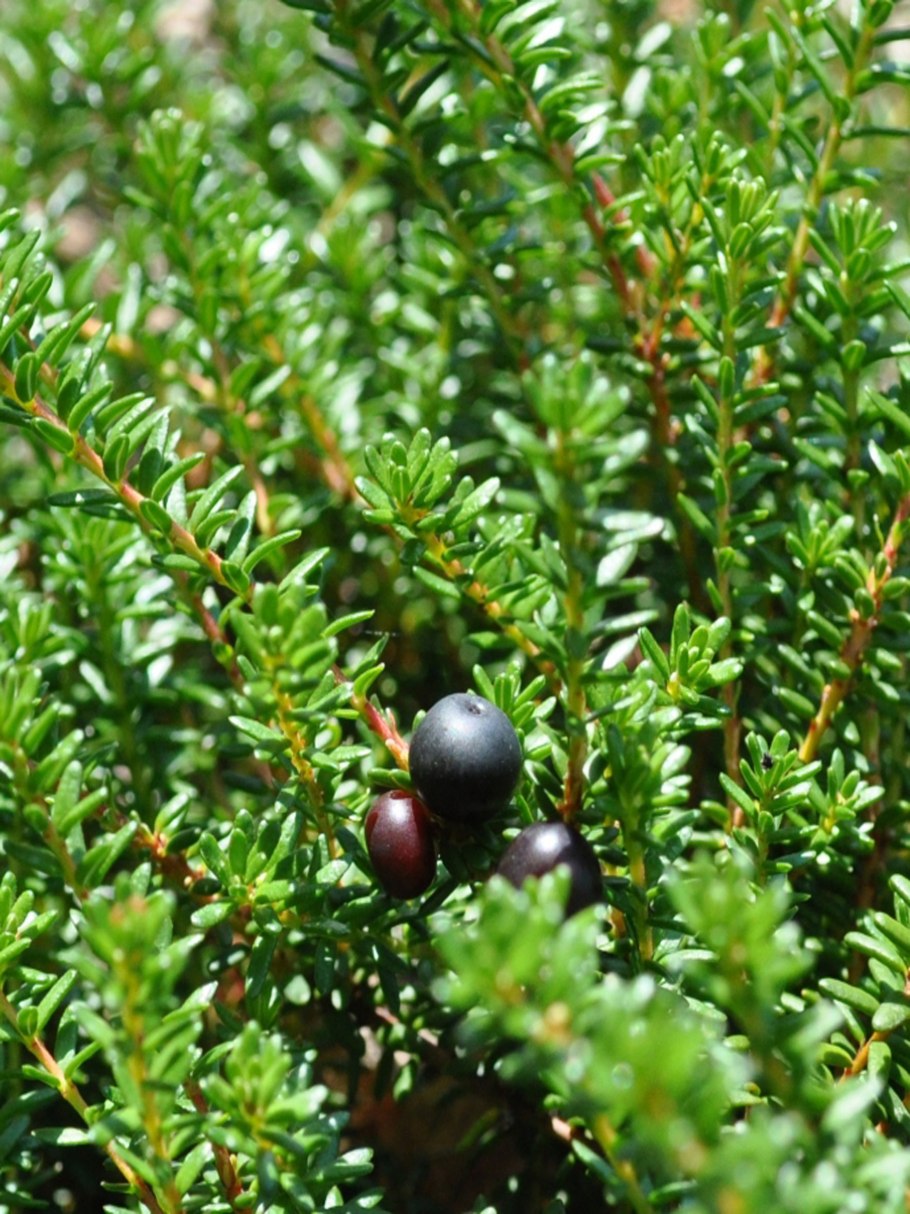 Шикша черная ягода