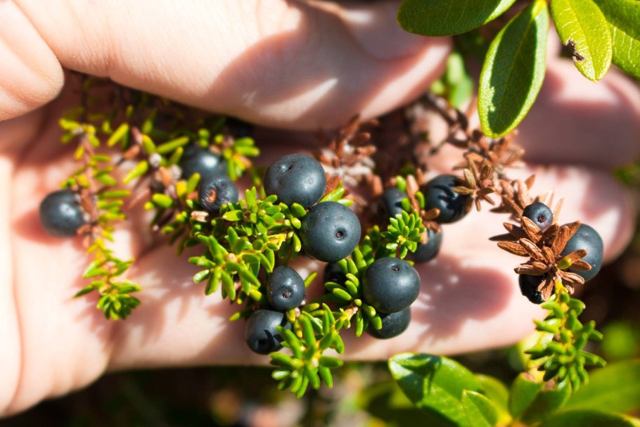 Водяника ягода вороника