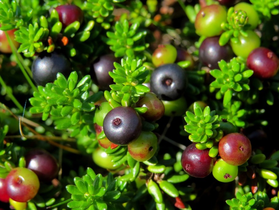 Empetrum hermaphroditum