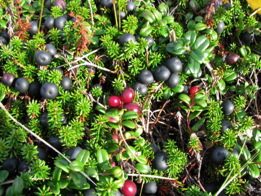 Водяника черная шикша