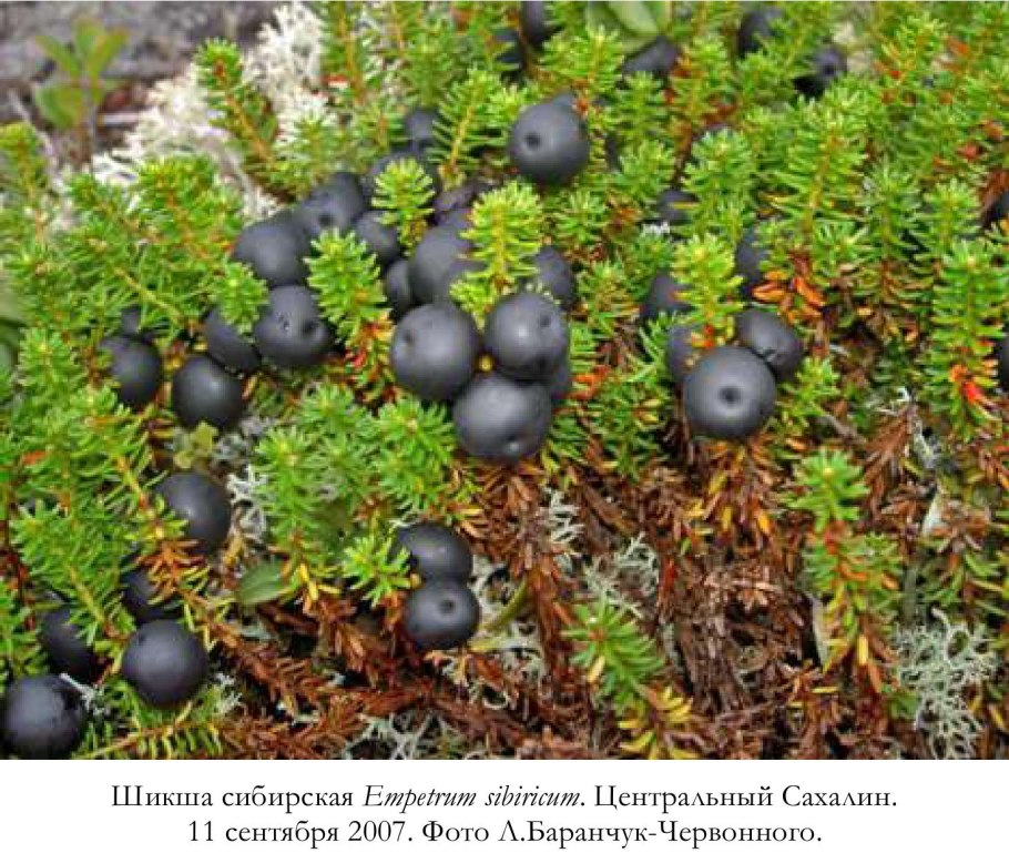 Шикша- водяника, вороника