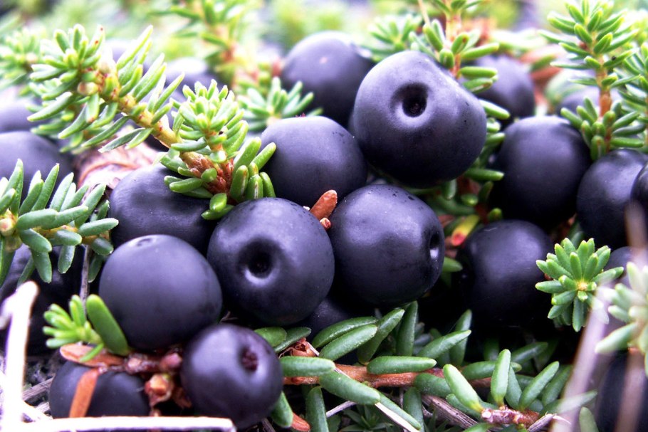 Шикша- водяника, вороника