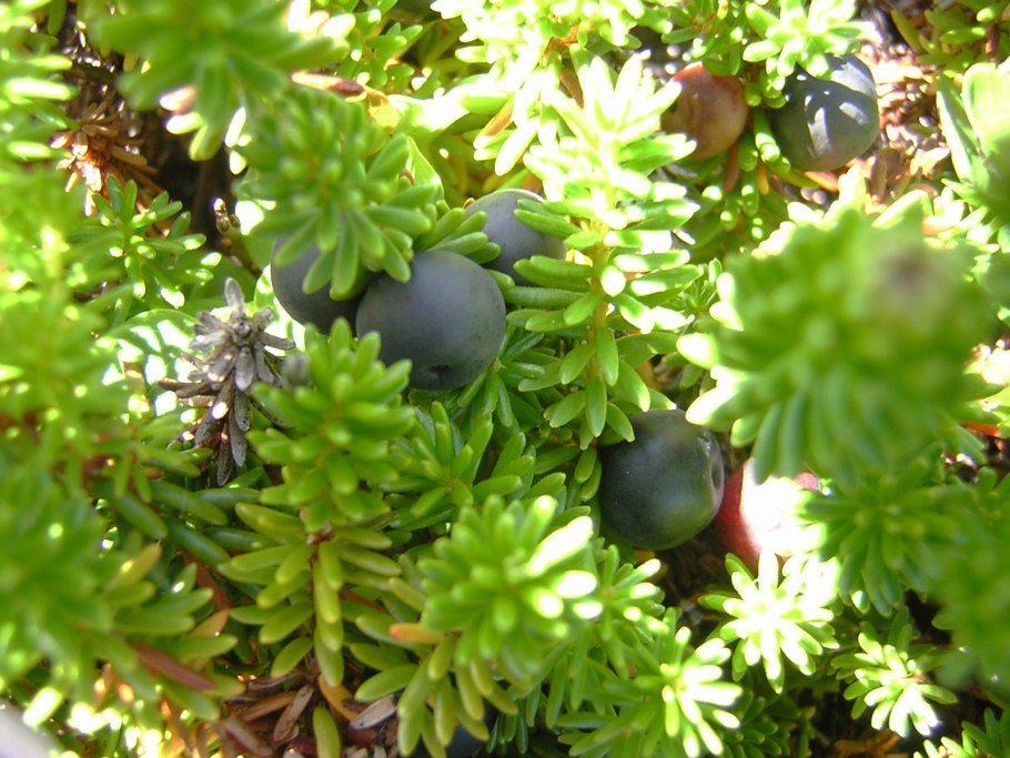 Шикша черная водяника сибирская