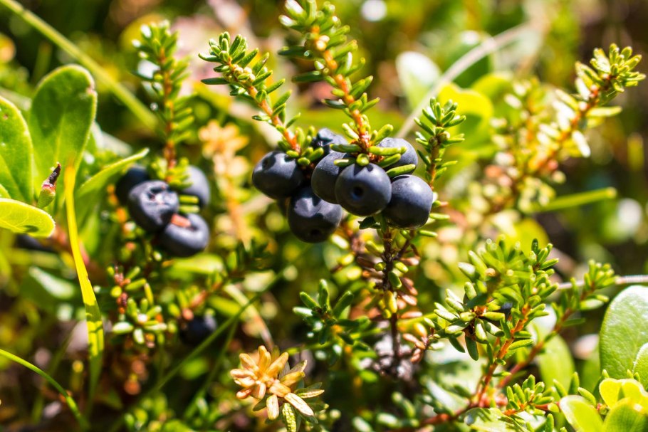 Черника и брусника в тайге