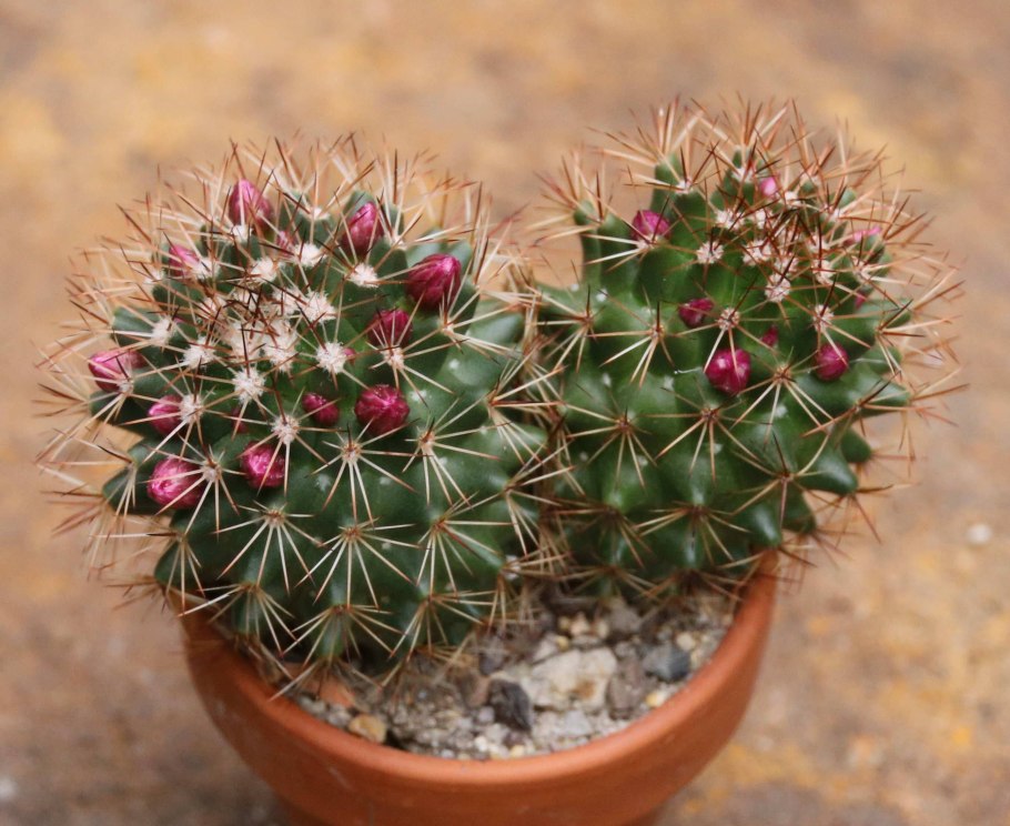 Mammillaria Dolichothele