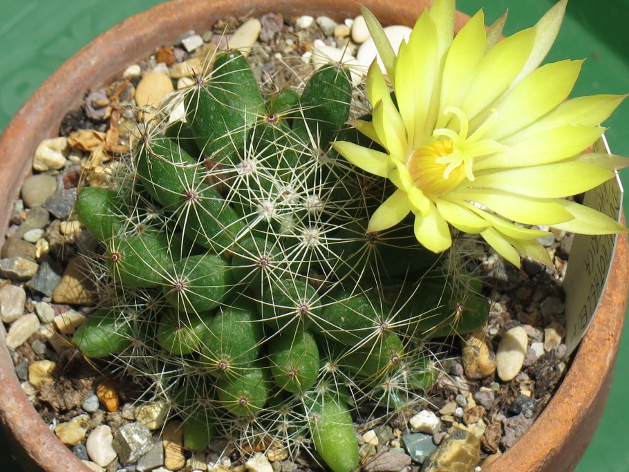 Маммиллярия микрохелия СУПЕРФАЙН