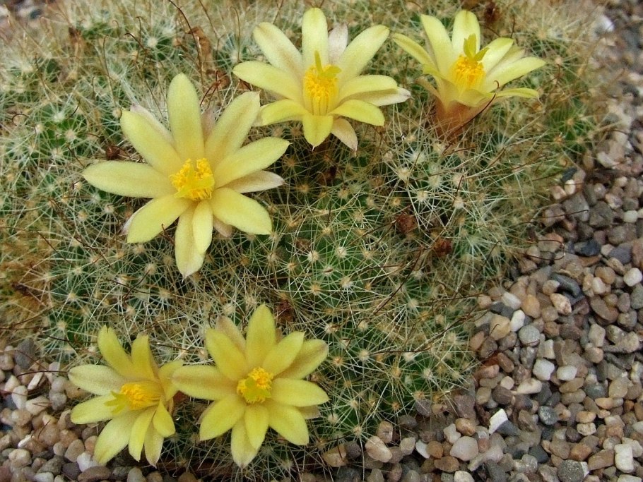 Маммиллярия суркулоза