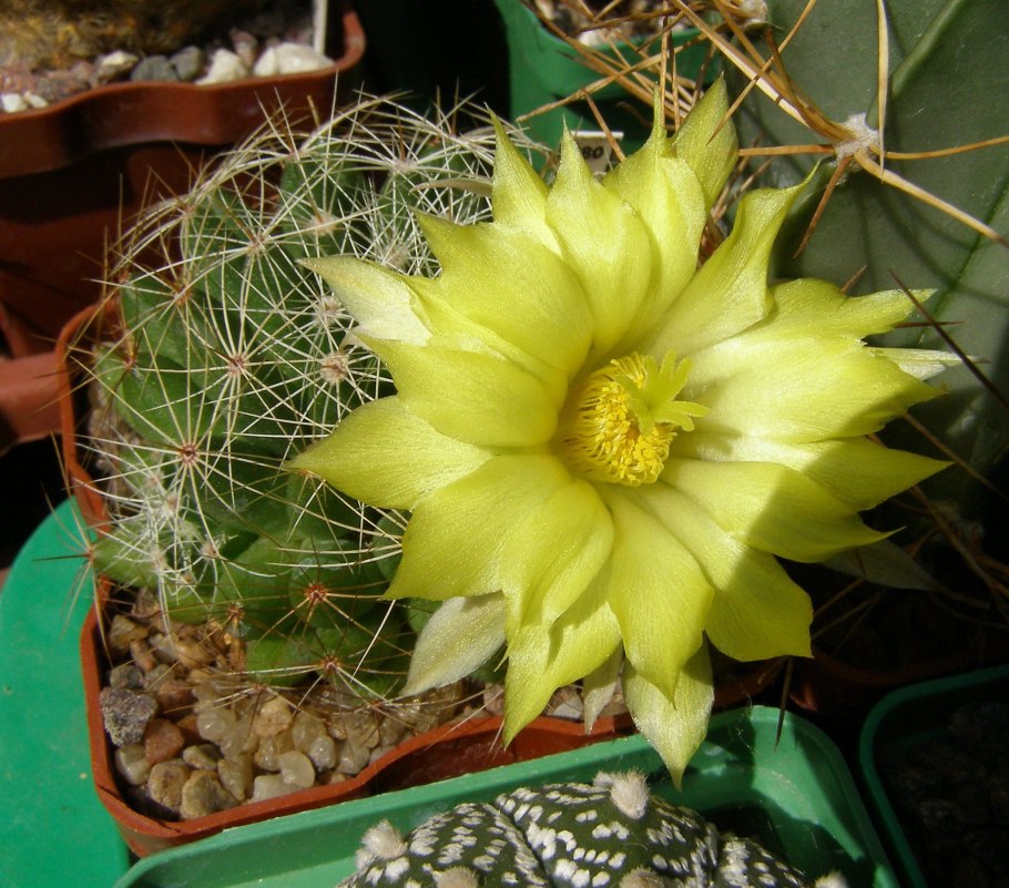 Маммиллярия backebergiana