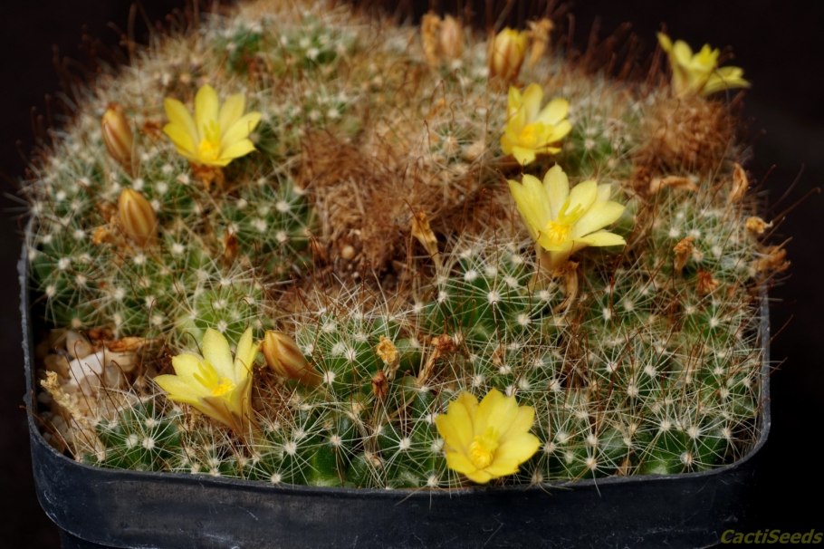 Маммиллярия цайльманиана