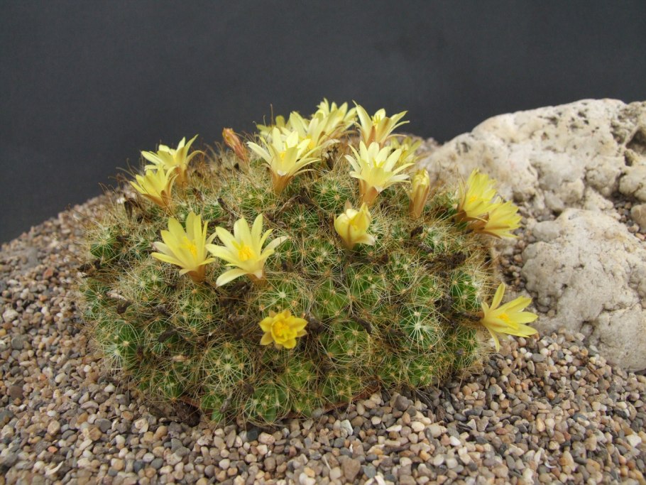 Маммиллярия hernandezii