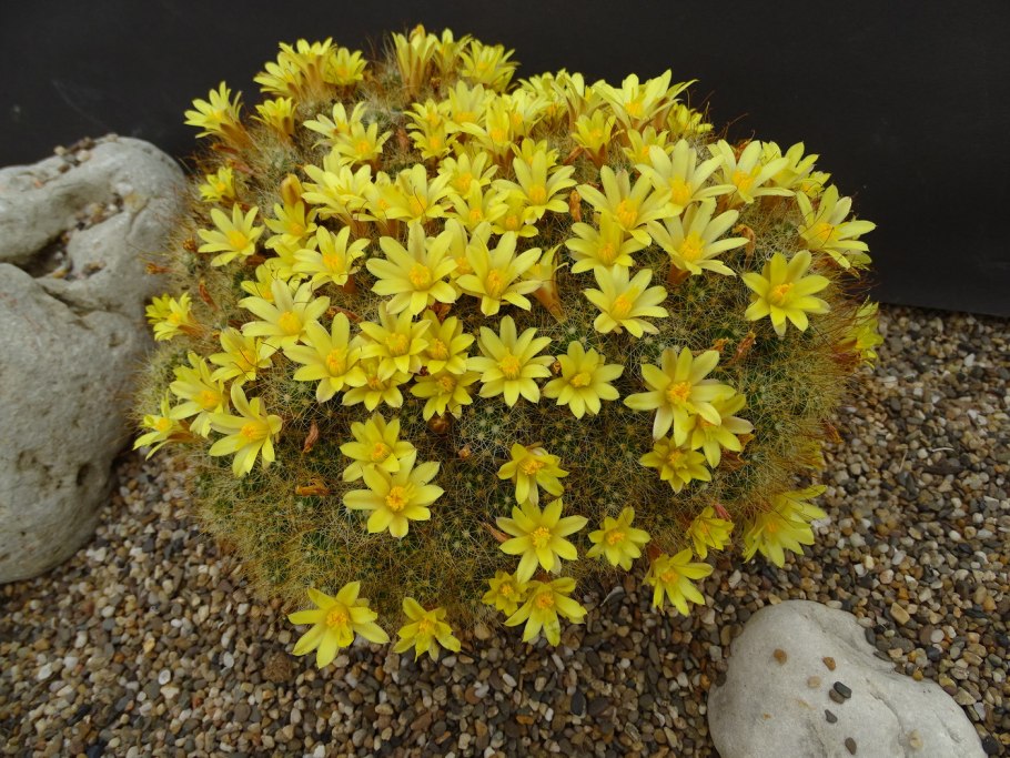 Кактус Маммиллярия surculosa