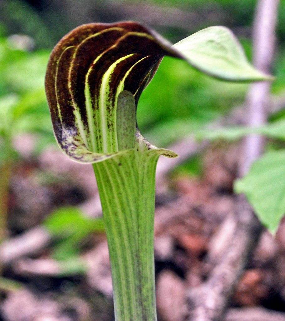 Аризема трехлистная Arisaema triphyllum