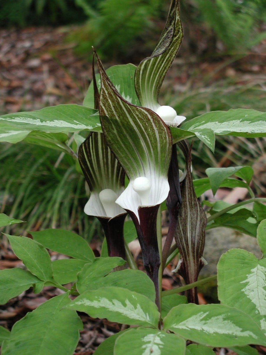 Аризема трехлистная Arisaema triphyllum