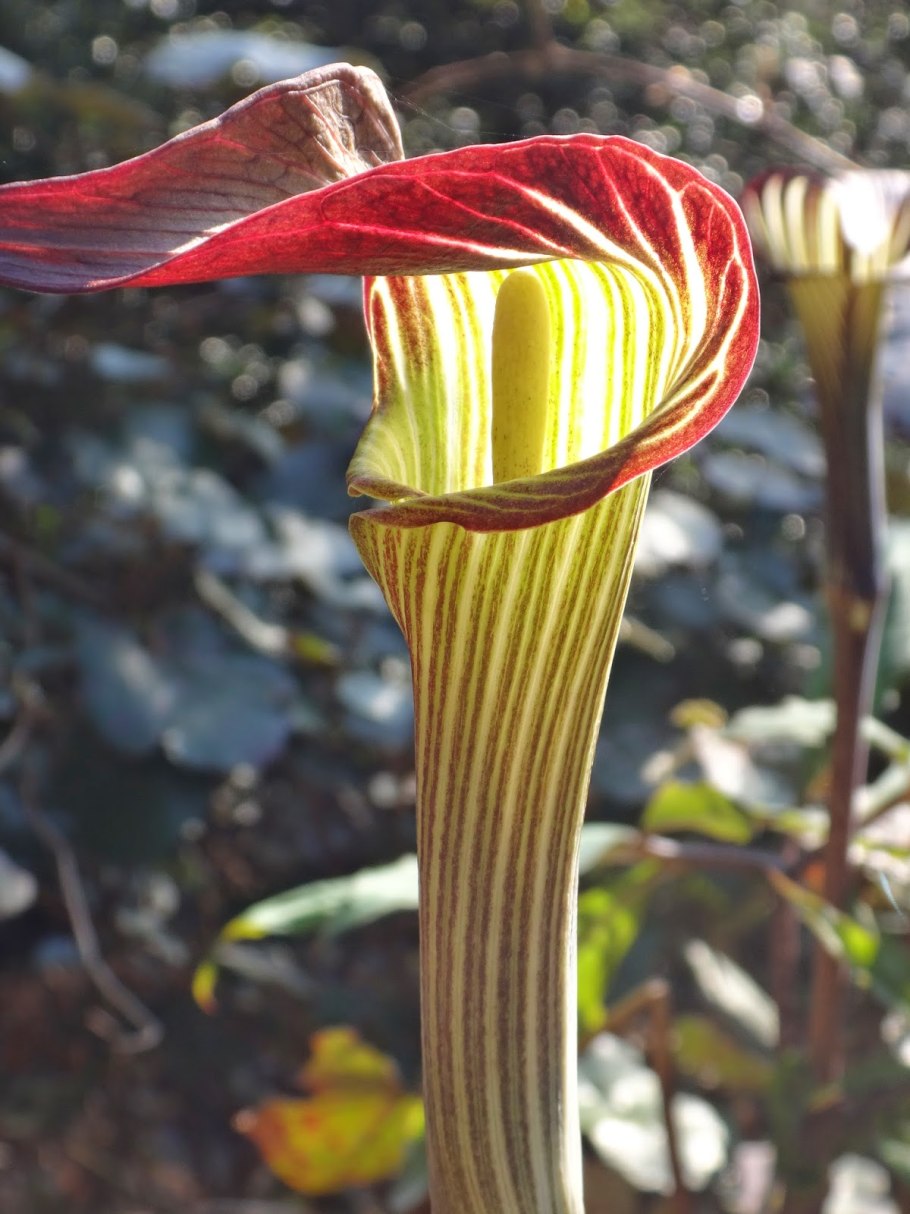 Arisaema triphyllum