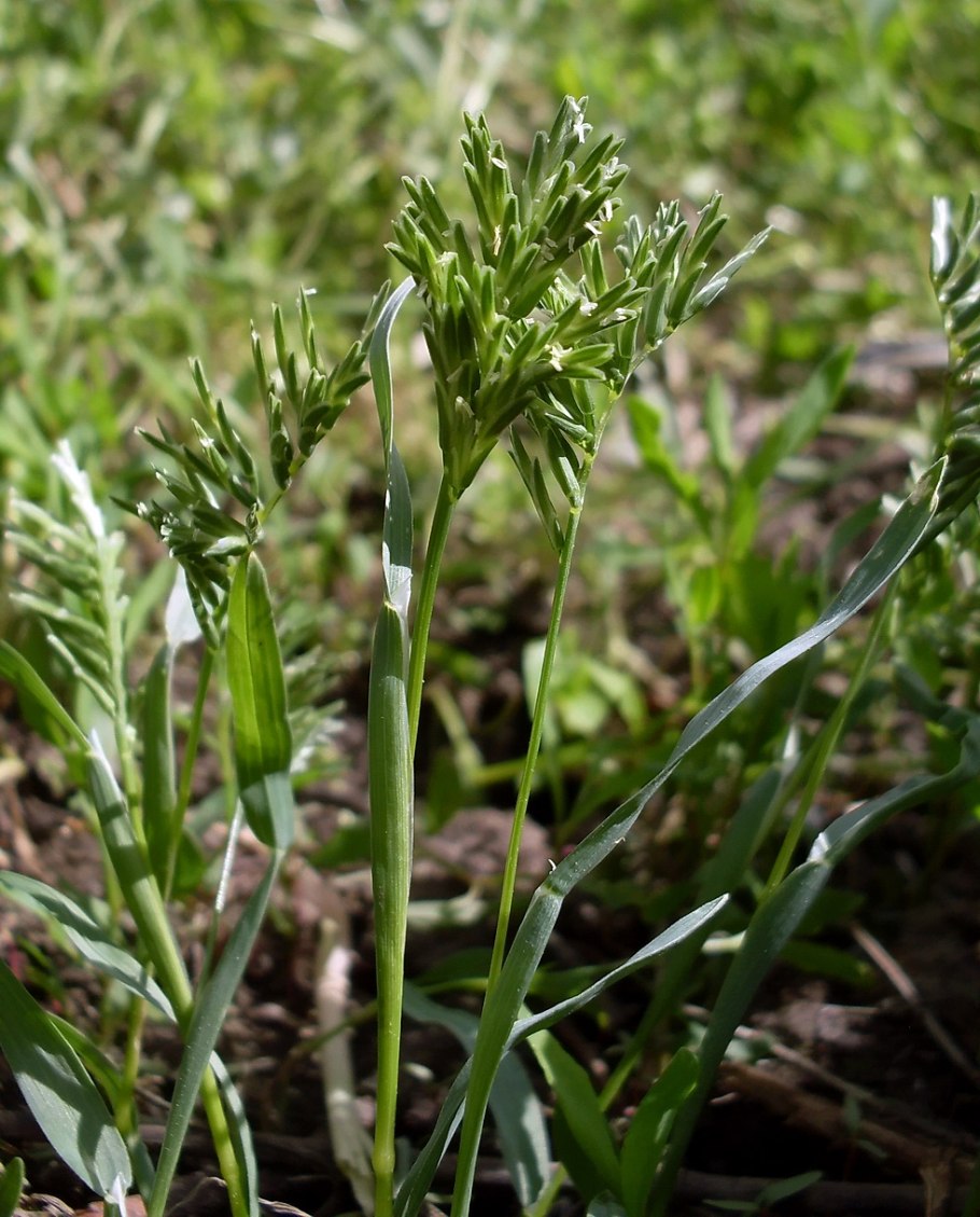 Дюнный тростник Zygochloa paradoxa