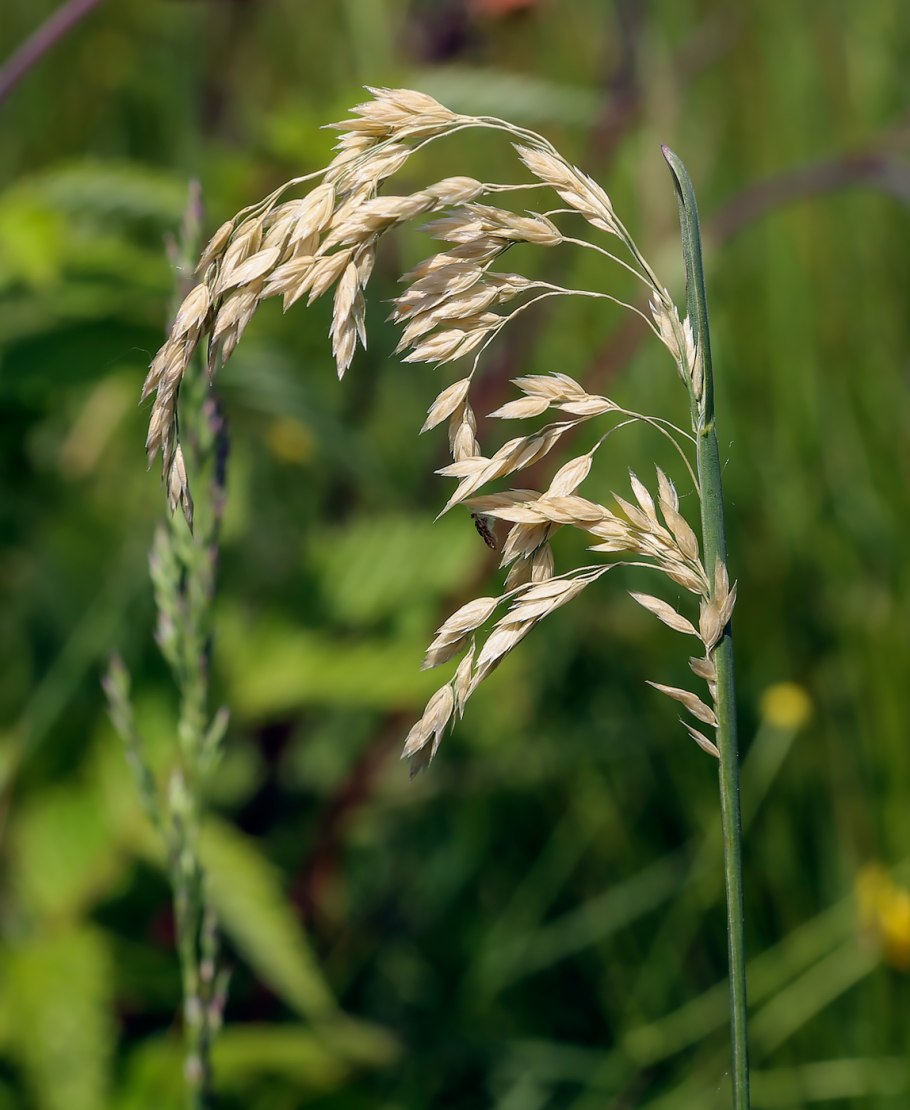 Мятликовые (триба)